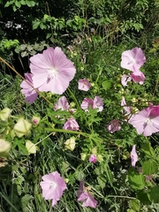 Malva alcea