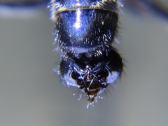 Laphria canis