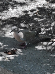 Streptopelia decaocto