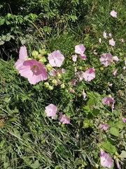 Malva alcea