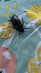 Osmoderma eremicola