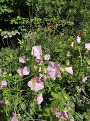 Malva alcea