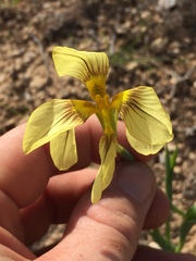 Moraea knersvlaktensis
