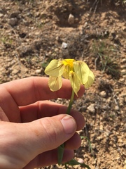 Moraea knersvlaktensis