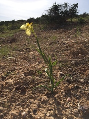 Moraea knersvlaktensis