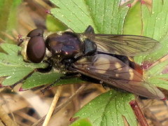 Sericomyia lata