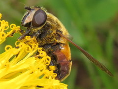 Helophilus lapponicus