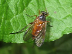 Rhagio immaculatus