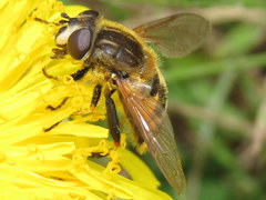Helophilus lapponicus