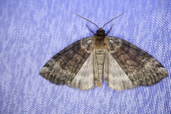 Tetheella fluctuosa