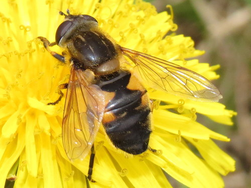 Yellow-margined Marsh Fly