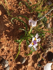 Moraea falcifolia