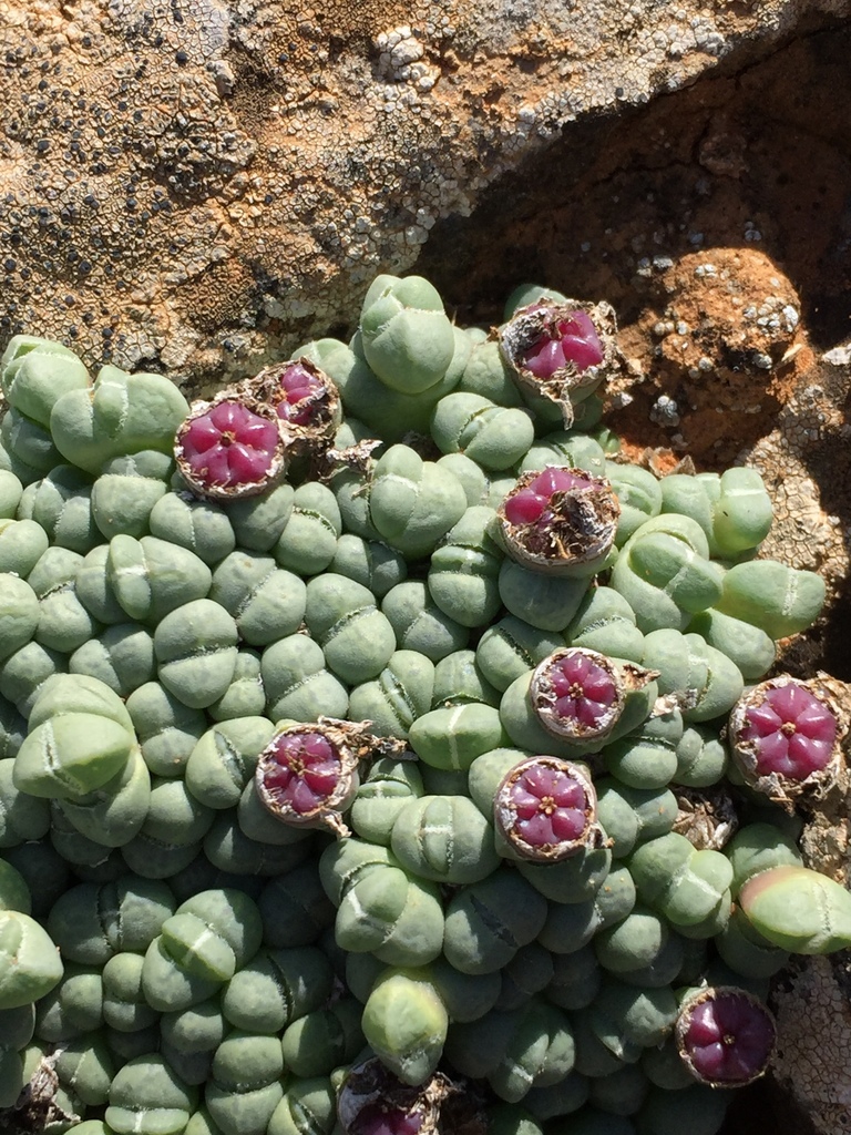 Ruschia evoluta (N.E.Br.) L. Bolus
