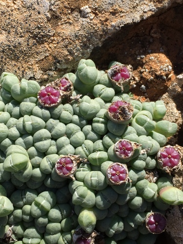 Rim Matfig (Antimima evoluta)