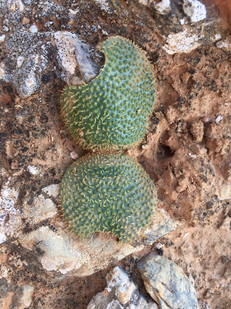 Brunsvigia radula, West Coast, ZA-WC, ZA