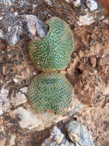 Hedgehog Candelabra (Brunsvigia radula)