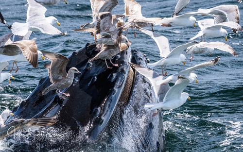 Humpback Whale photographed in Massachusetts