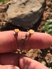 Tulbaghia dregeana
