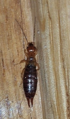 Chelidurella