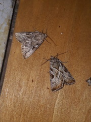Eucarta virgo