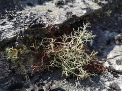 Alectoria ochroleuca