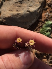 Tulbaghia dregeana