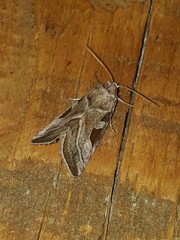 Eucarta virgo