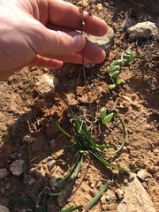 Tulbaghia dregeana