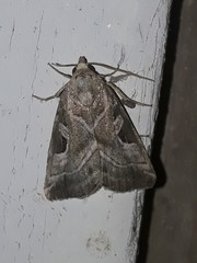 Eucarta virgo