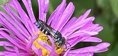Coelioxys octodentatus
