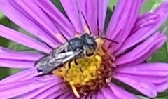 Coelioxys octodentatus