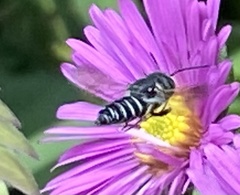 Coelioxys octodentatus