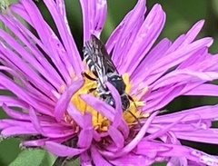 Coelioxys octodentatus