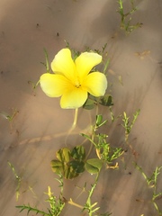 Oxalis disticha