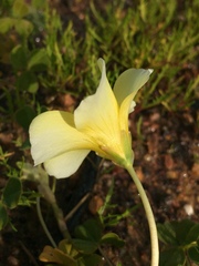 Oxalis disticha