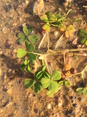 Oxalis disticha