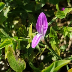 Dicliptera cernua