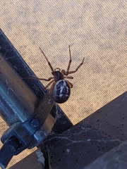 Steatoda nobilis