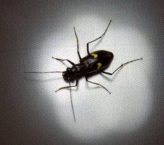 Oxycheila tristis