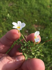 Oxalis tenella