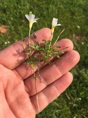 Oxalis tenella