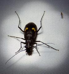 Oxycheila tristis