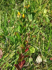 Hypericum kamtschaticum