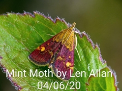 Pyrausta aurata