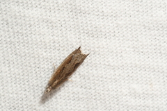 Ancylis diminuatana