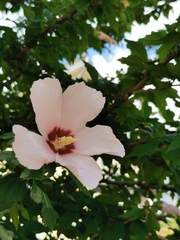 Hibiscus syriacus
