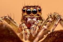 Asaphobelis physonychus