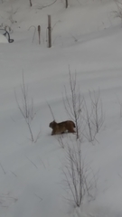 Lynx rufus rufus