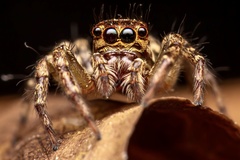 Asaphobelis physonychus