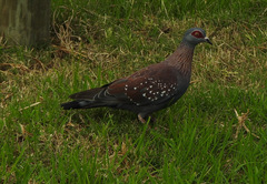 Columba guinea phaeonota